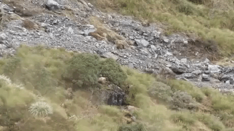Gif Gallery