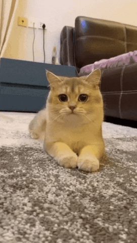 Gif Gallery
