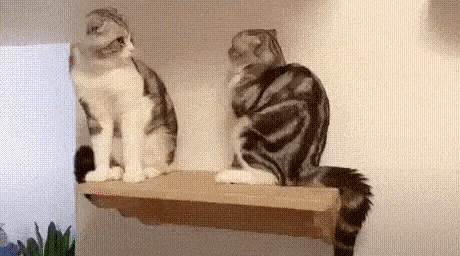 Gif Gallery