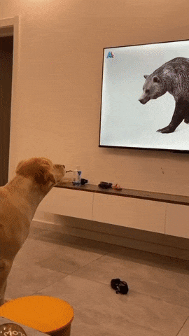 Gif Gallery