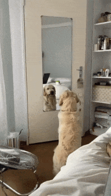 Gif Gallery
